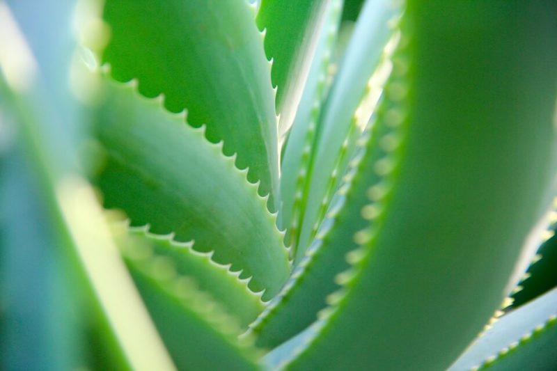 Allergic to Aloe Vera in Skin Care? Maybe not! Find out Here!